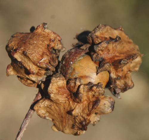 Andricus quercuscalicis